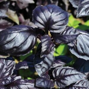 Seedlings - Basil Amethyst Seedlings