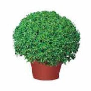 Seedlings - Basil Goddess Seedlings