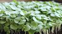 Basil Microgreens - Pre-Orders
