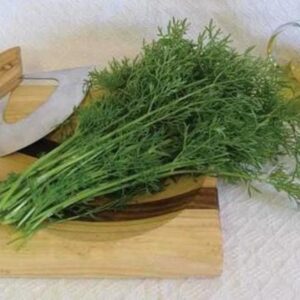 Seedlings - Cilantro Coriander Fine Feather Seedlings