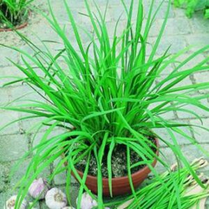 Seedlings - Chives Garlic Geisha Seedlings
