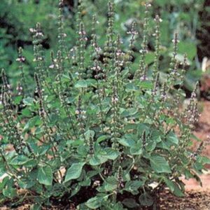 Seedlings - Basil Genovese Seedlings