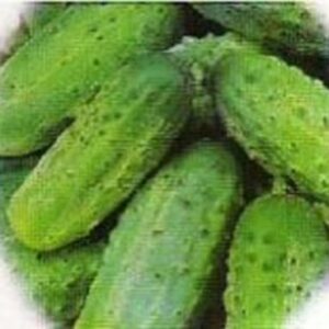 Seedlings - Cucumber Boston Pickling Seedlings