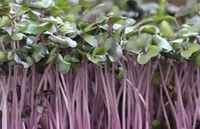 Cabbage Microgreens - Pre- Order