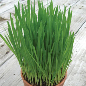 Seedlings - Cat Grass Seedlings