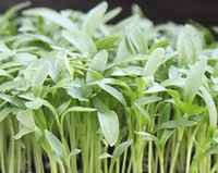 Cilantro Microgreens - Pre-Orders