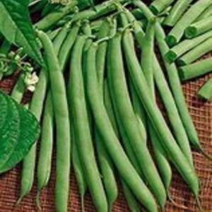 Seedlings - Beans Contender Bean Seedlings