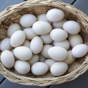 Eggs - Duck Glassed 160-180 eggs Non-GMO, Soy Free