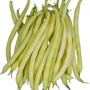 Seedlings - Beans Gold Mine Seedlings