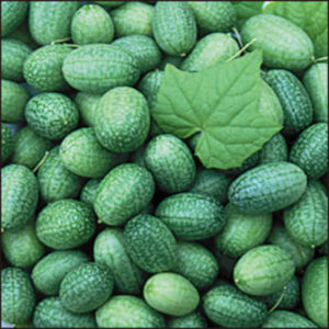 Seedlings - Cucumber Gherkin Mexican Sour Seedlings