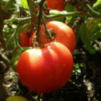 Seedlings - Tomato Rose de Summer Seedlings