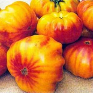 Seedlings - Tomato Virginia Sweet Seedlings